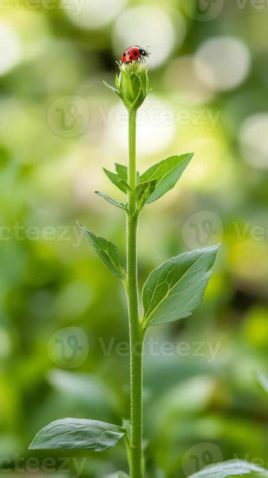 Ladybug on a Flower Bud A Vibrant Natural Beauty photo