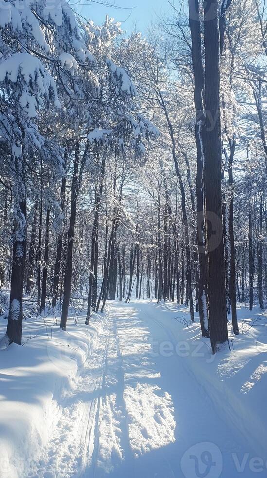 Snowy Forest Path Winter Wonderland Scenery photo