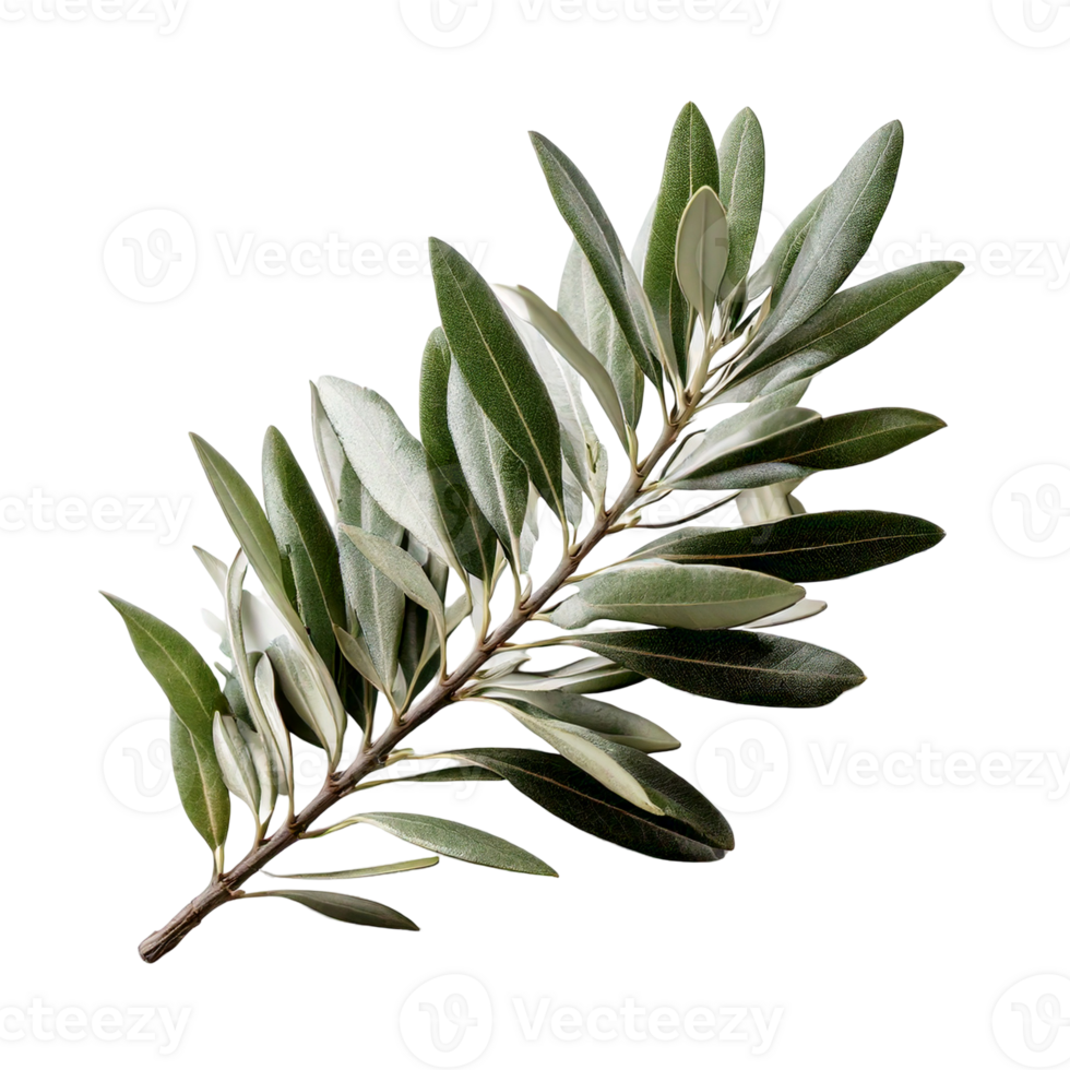 A olive tree branch with silvery-green leaves png