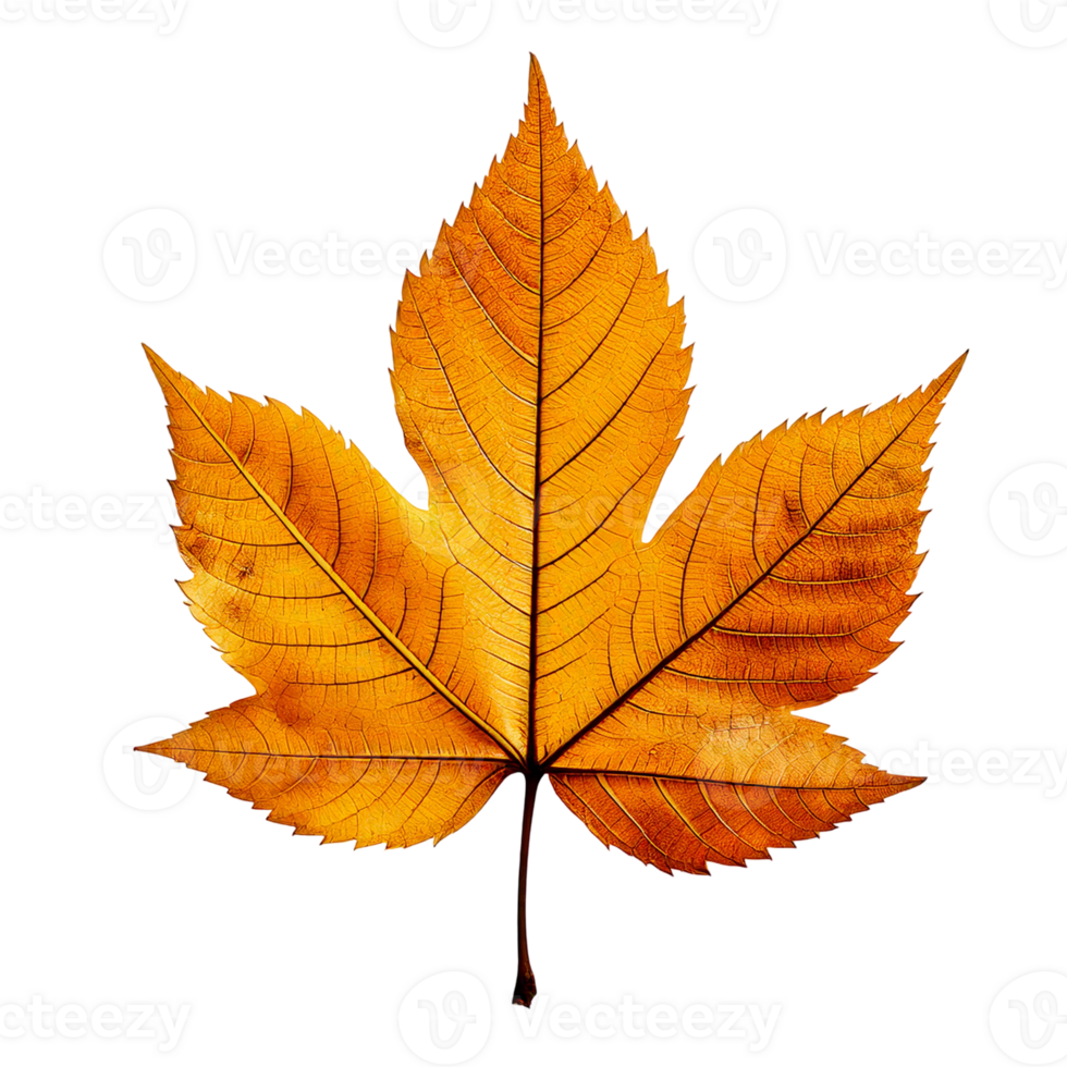 An orange pressed autumn leaf with golden hues. png