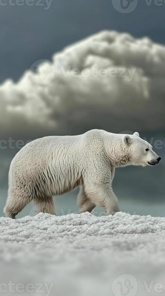 Polar Bear on Icy Tundra photo