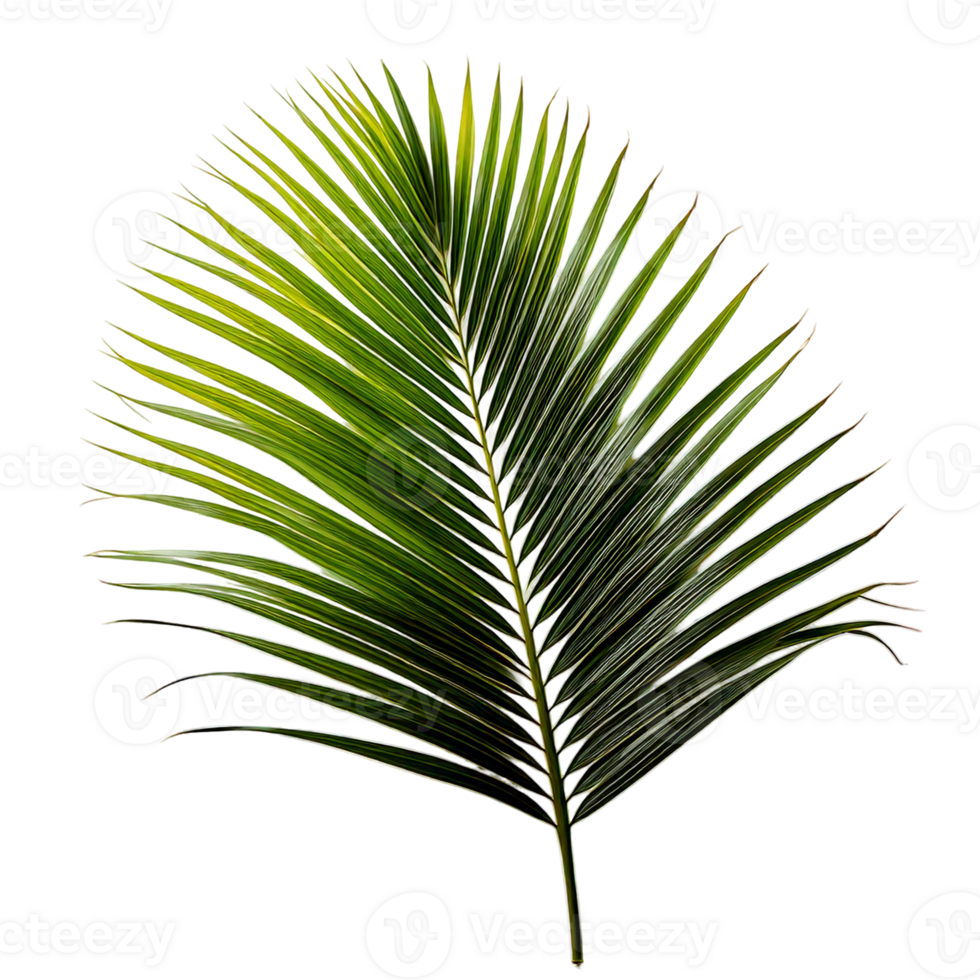 A green palm leaf with elegant, arching frond png