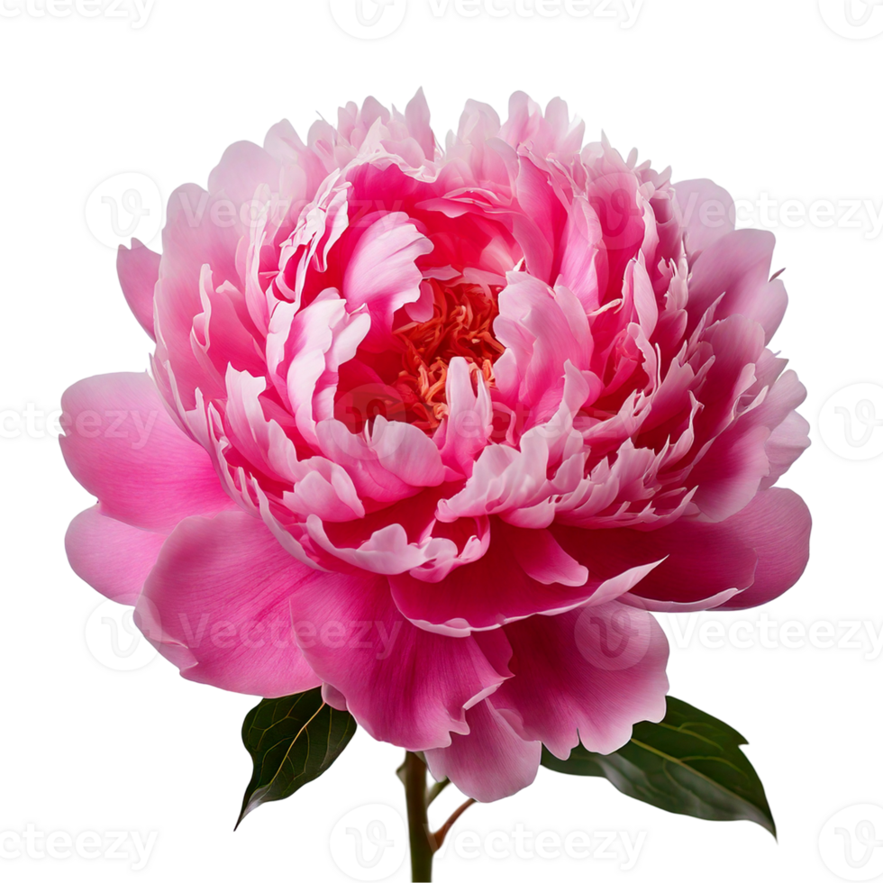 A pink peony in full bloom with soft, layered petals png