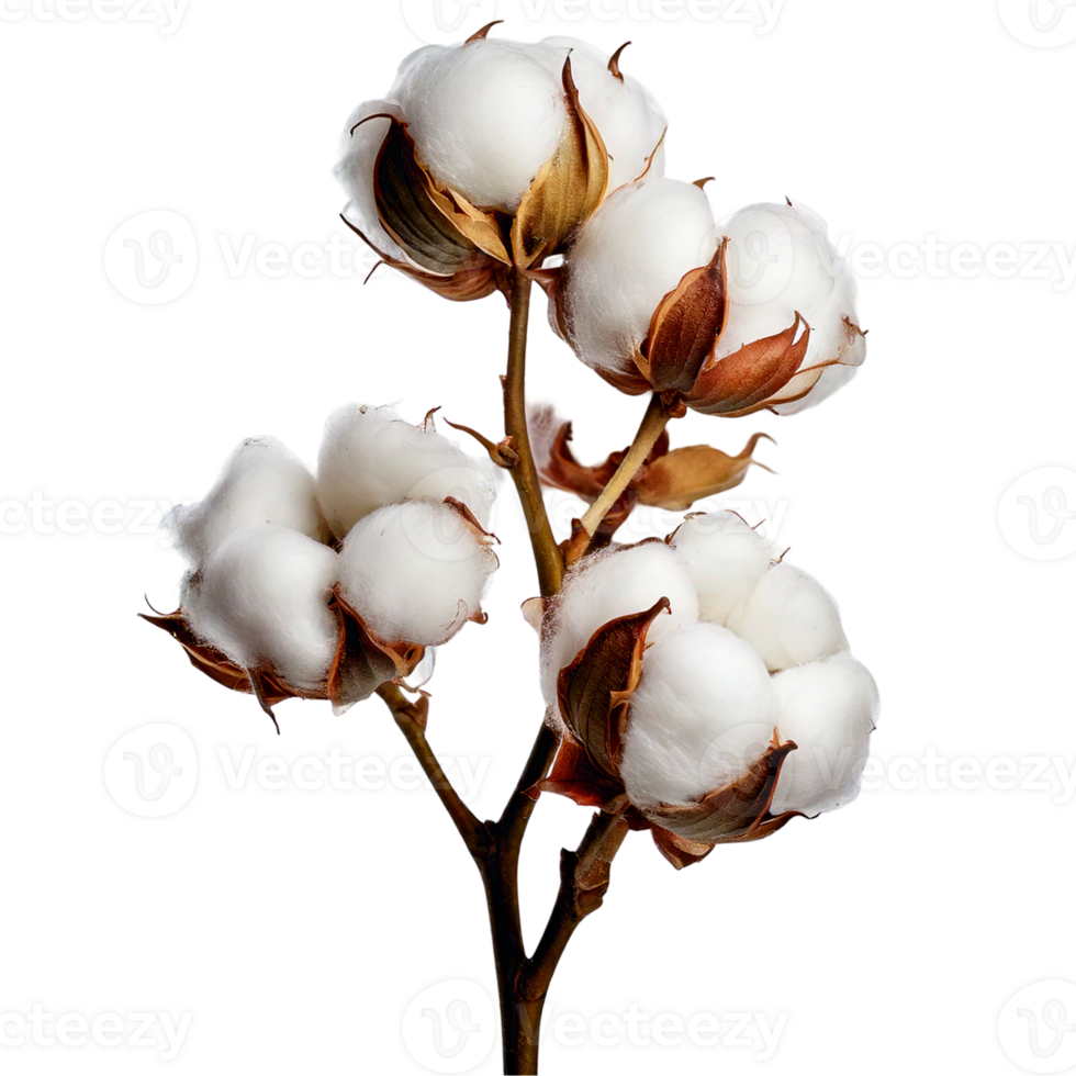 A cotton plant stem with fluffy white fibers. png
