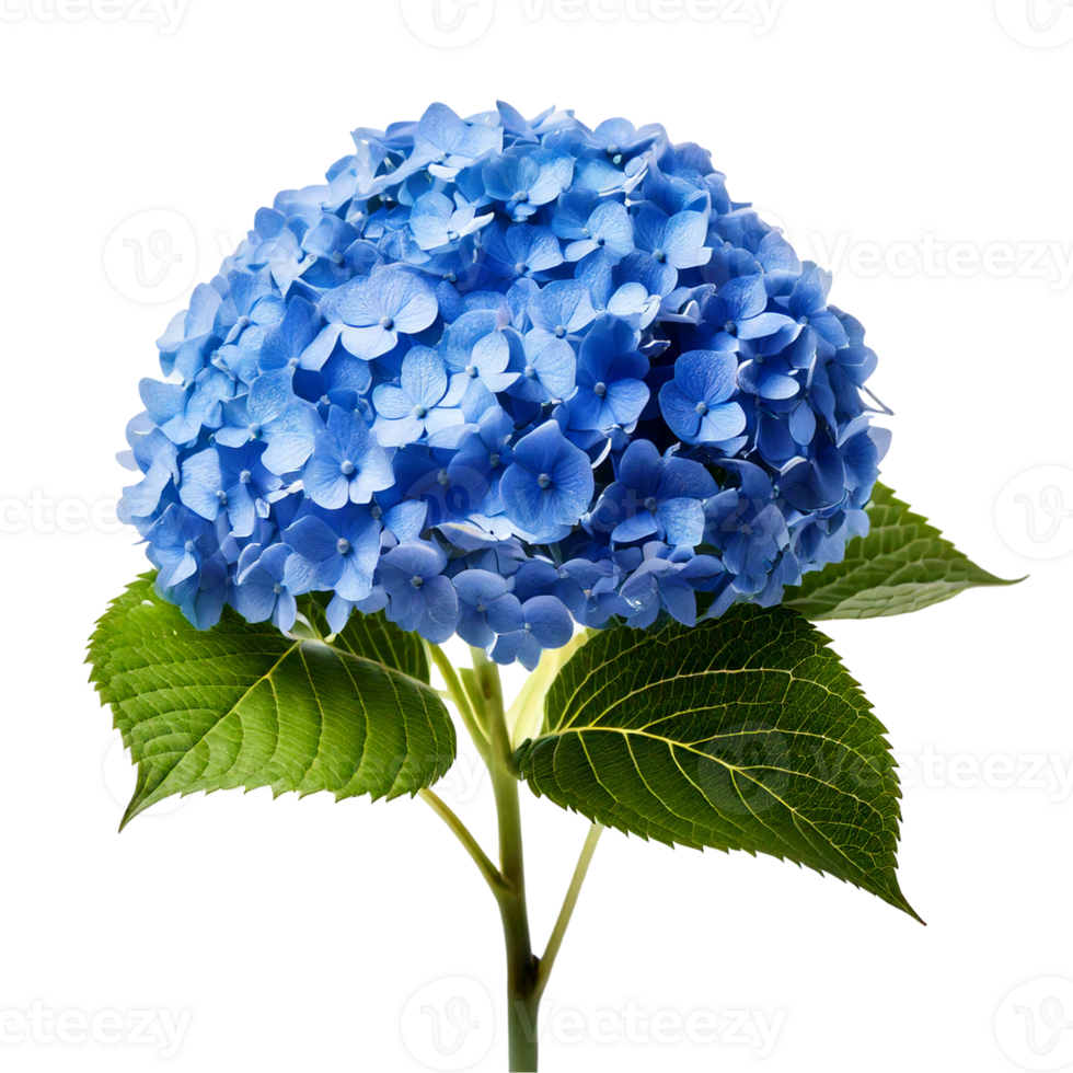 A blue hydrangea cluster with tiny blossoms png