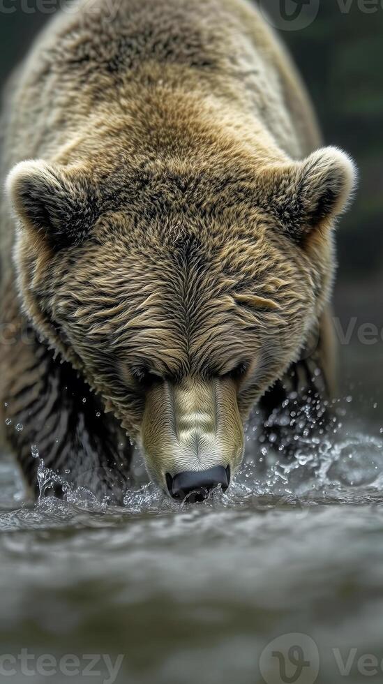 Grizzly Bear Fishing in River photo