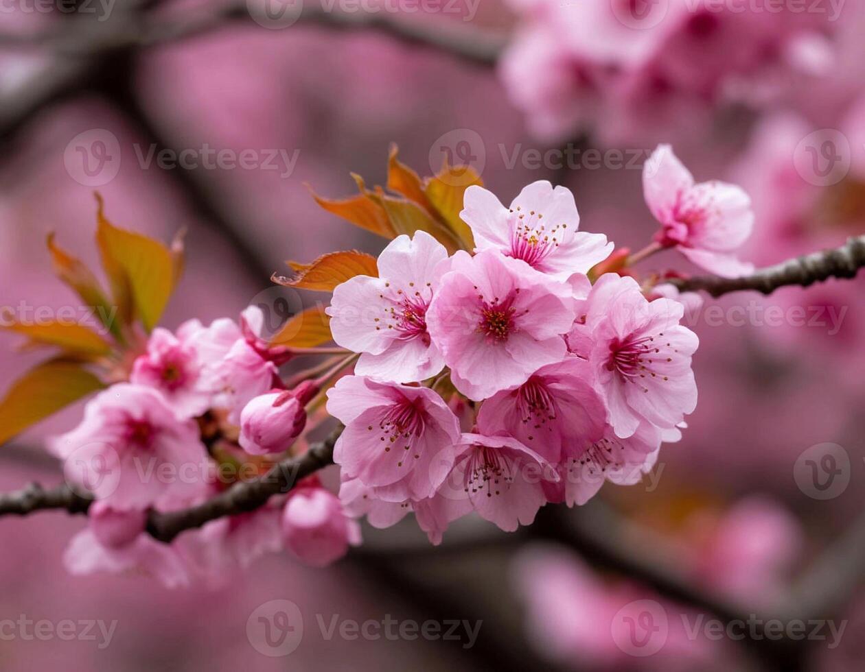 Delicate pink cherry blossoms on a branch photo