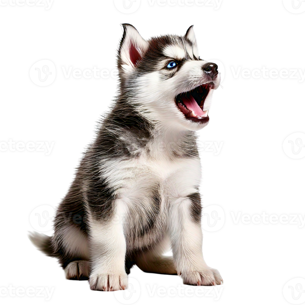 A Siberian Husky puppy howling with bright blue eye png