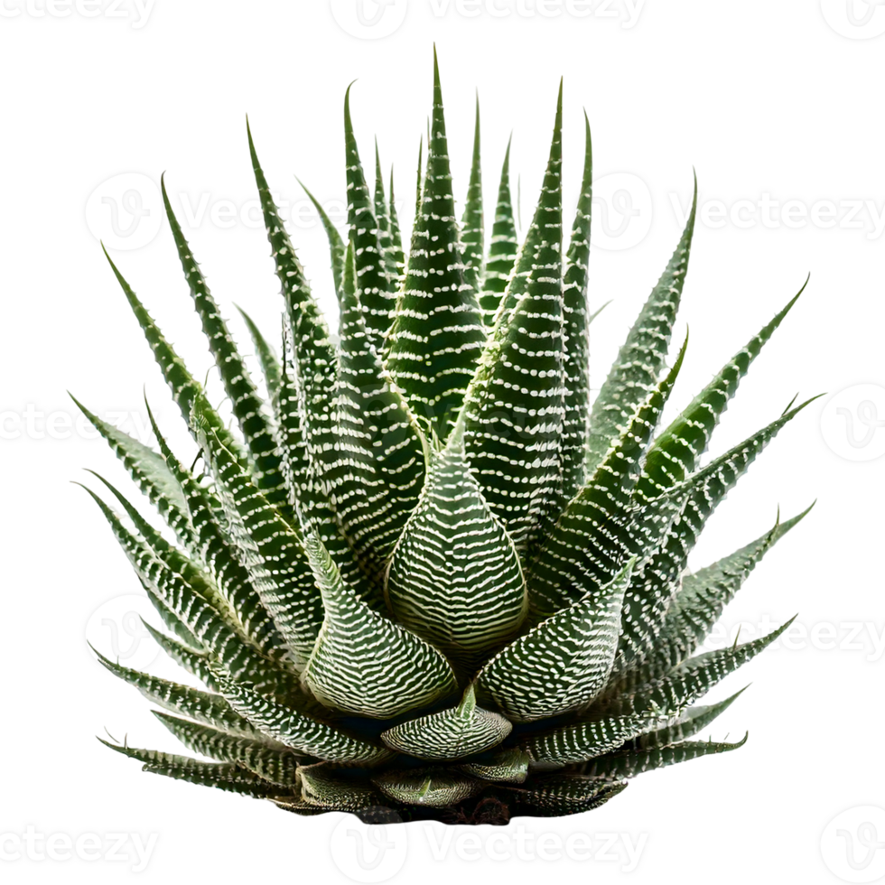 A zebra Haworthia with spiky, striped leaves png