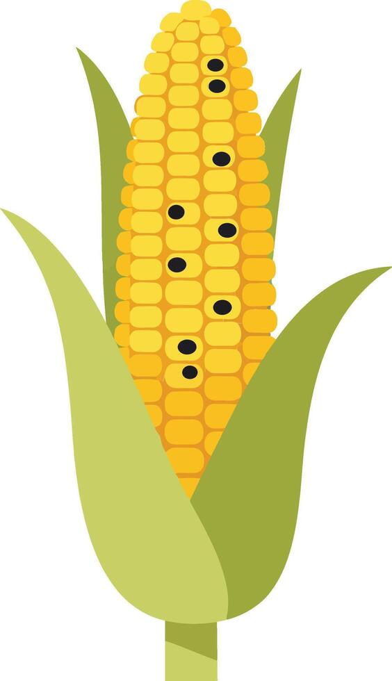 Yellow corn cob with green husk and black kernels in minimal flat design art vector