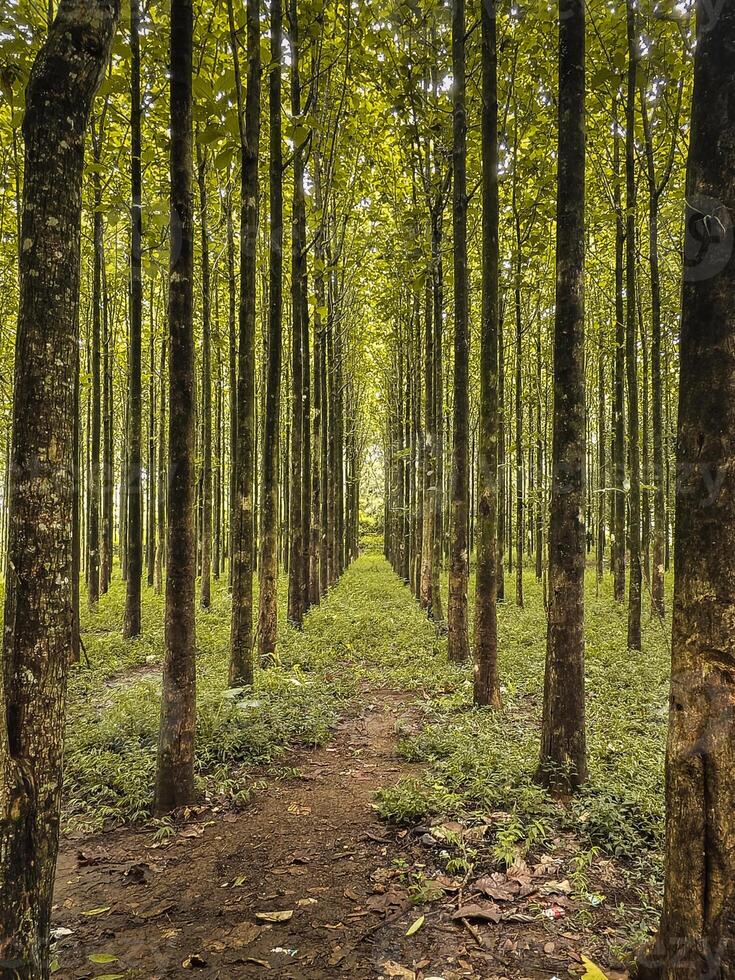 Serene Forest Path Surrounded by Towering Green Trees. photo