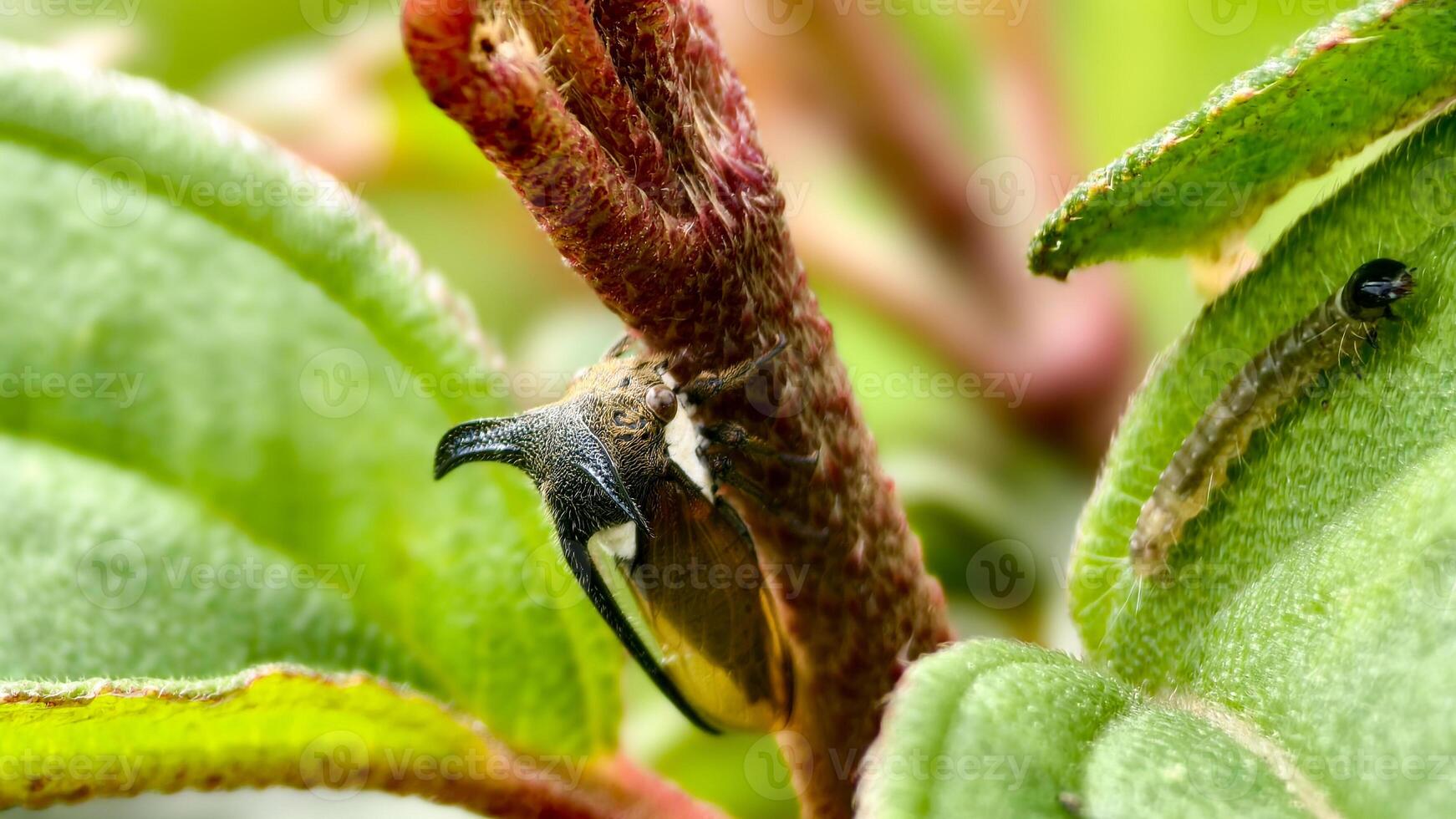 Close-Up of Leptocentrus Taurus Treehopper Resting on a Plant Stem, photo