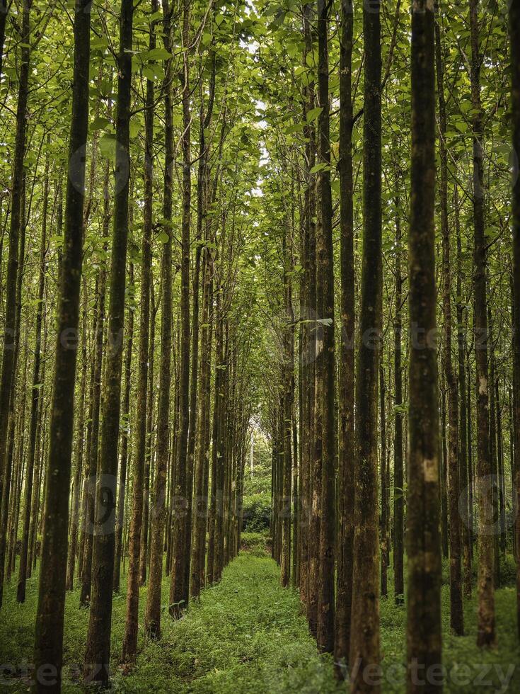 Serene Forest Path Surrounded by Towering Green trees . photo