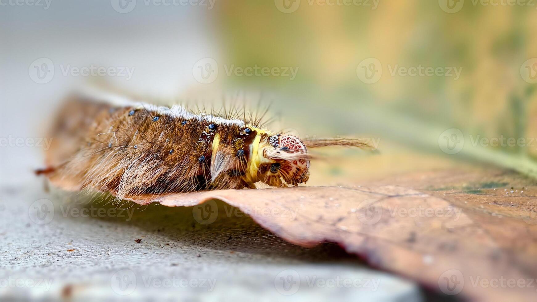 Close-Up of a Colorful Caterpillar on a Leaf Highlighting Vibrant Patterns and Hairs, photo
