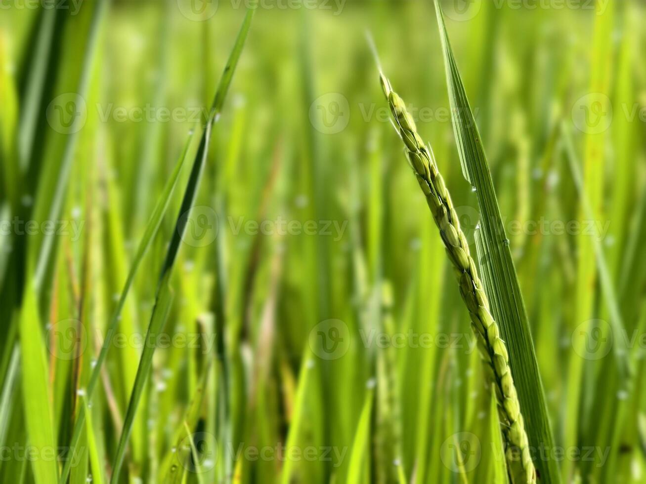 Close-Up of Green Rice Plants with Dew Drops in a Vibrant Field. photo