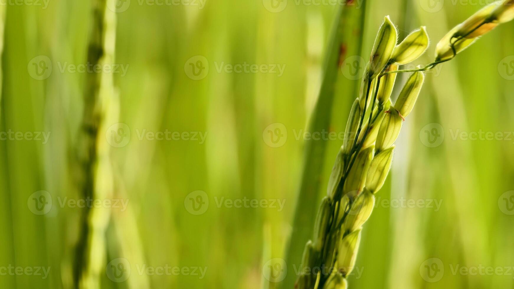 Close Up of Green Rice Plants with Dew Drops in a Vibrant Field, photo