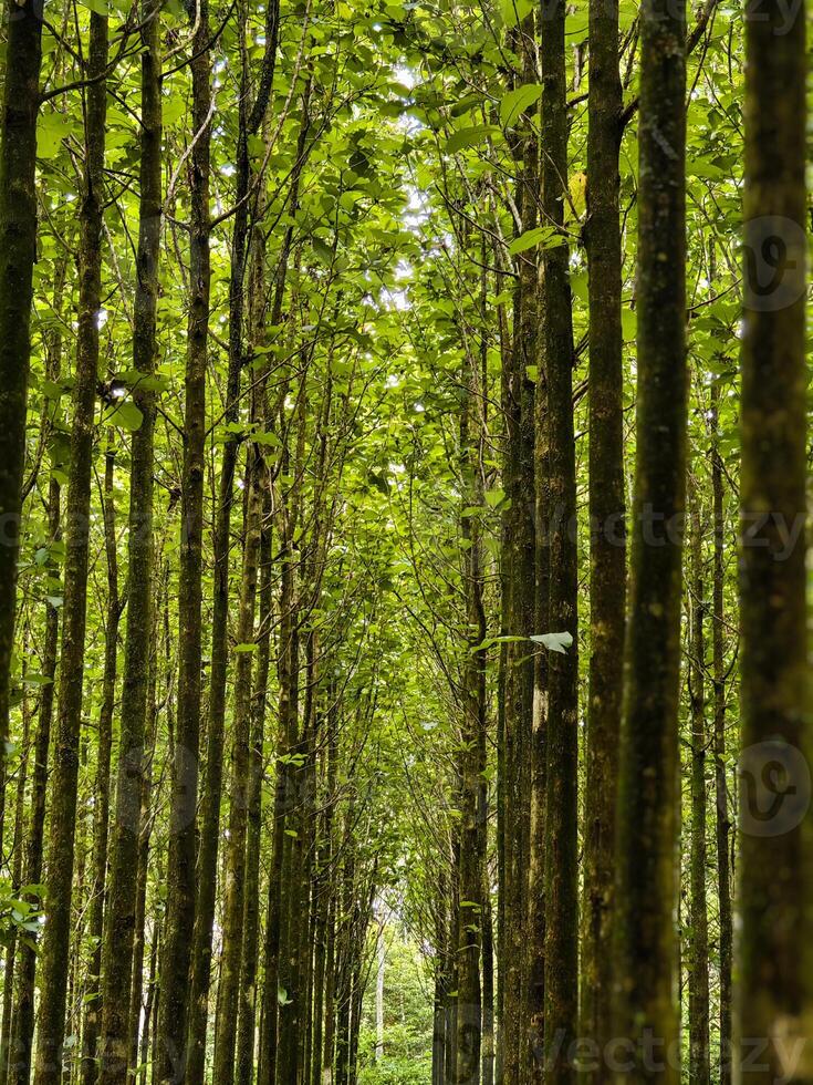 Serene Forest Path Surrounded by Towering Green Trees photo