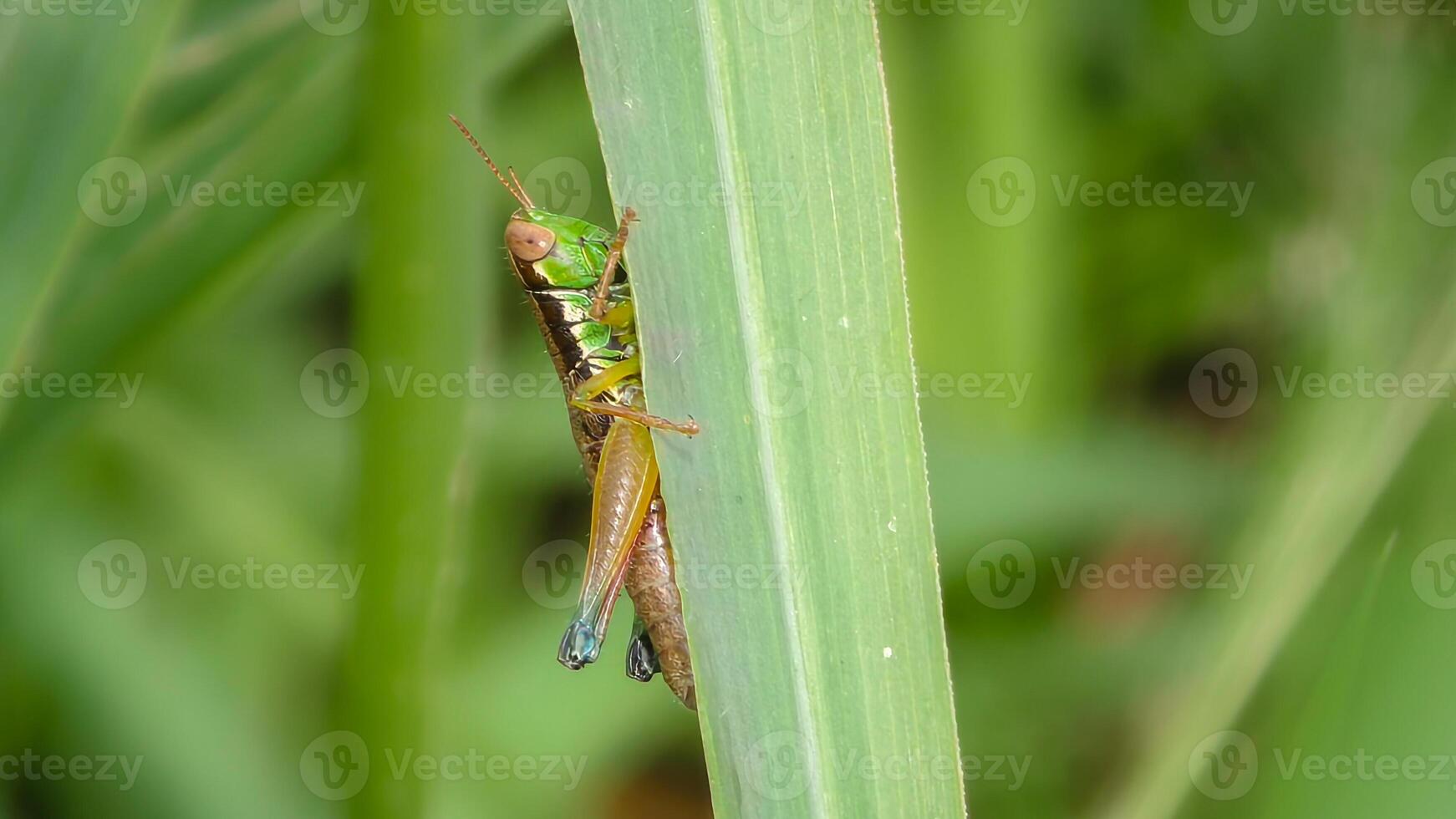 Close-Up View of Vibrant Green Grasshopper Perched on a Leaf photo