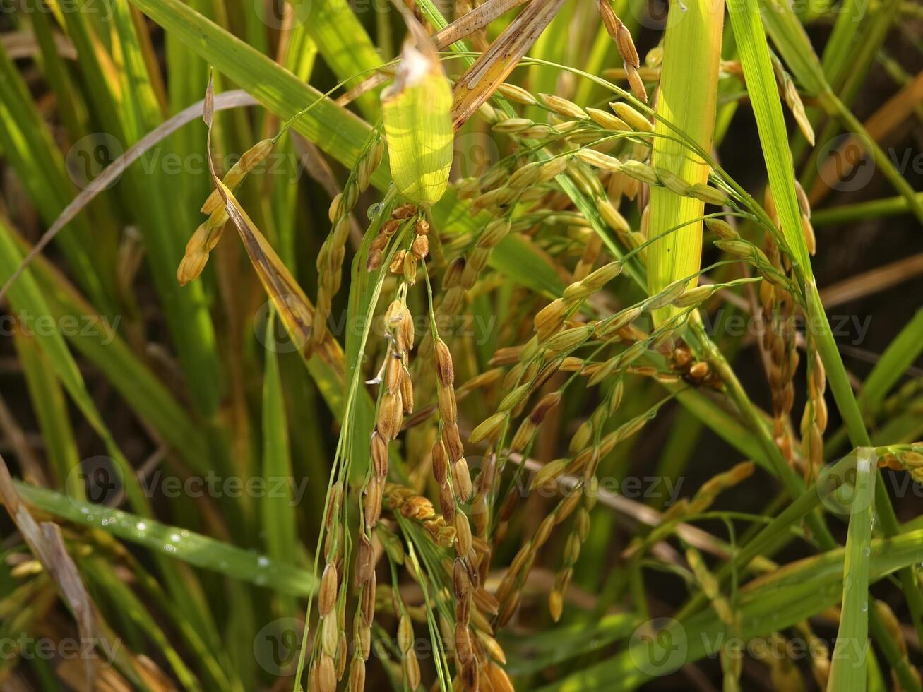 Close-Up of Green Rice Plants with Dew Drops in a Vibrant Field,.. photo