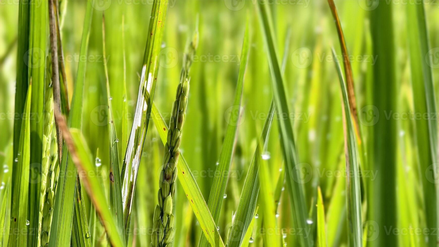 Close Up of Green Rice Plants with Dew Drops in a Vibrant Field. photo