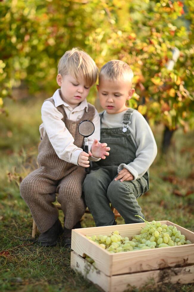 Two boys sit among the grapevines, holding bunches of grapes and smiling near wicker baskets filled with freshly picked fruit. photo