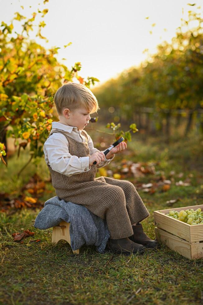 A little boy in a vineyard studies grapes through a magnifying glass, surrounded by harvest crates. photo