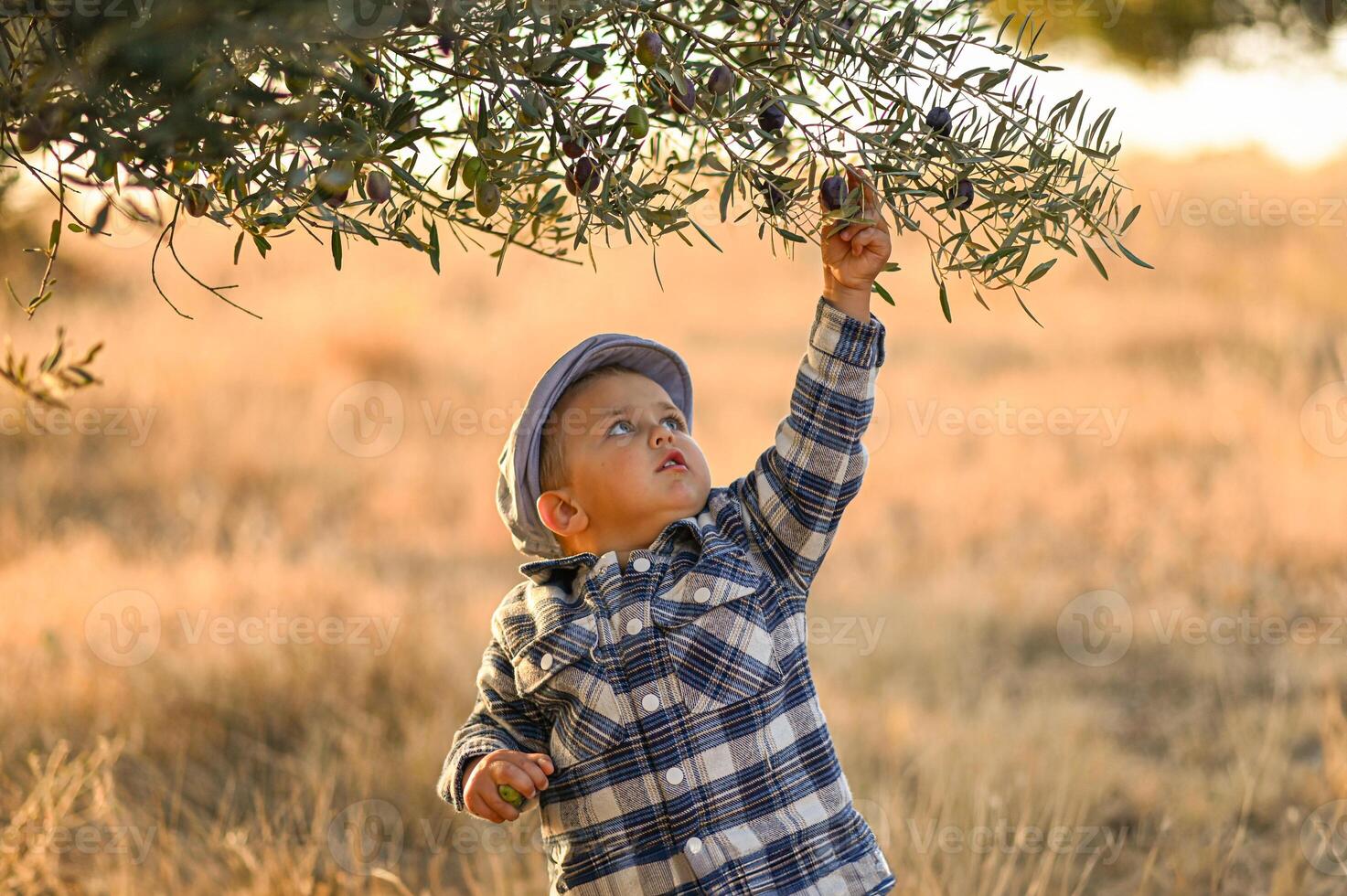 Smiling brightly, the boy fills his hands with olives beneath golden evening light. photo