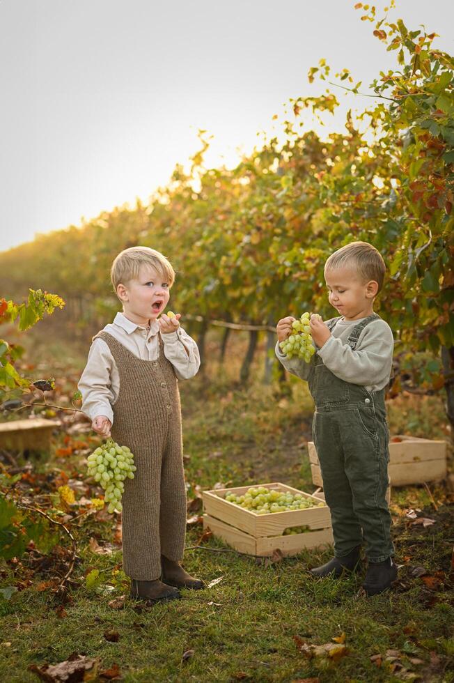 Surrounded by vineyard rows, the boys rest beside baskets of grapes, examining the juicy clusters in their hands. photo