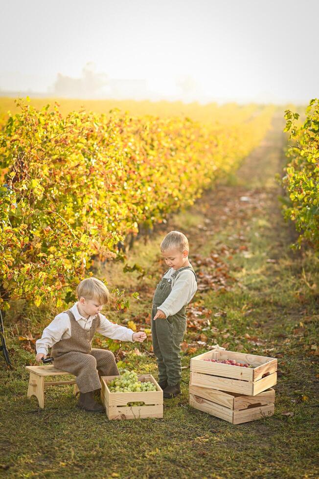 Two boys sit in a sunlit vineyard beside baskets of grapes, holding bunches in their hands and sharing a quiet, joyful moment. photo