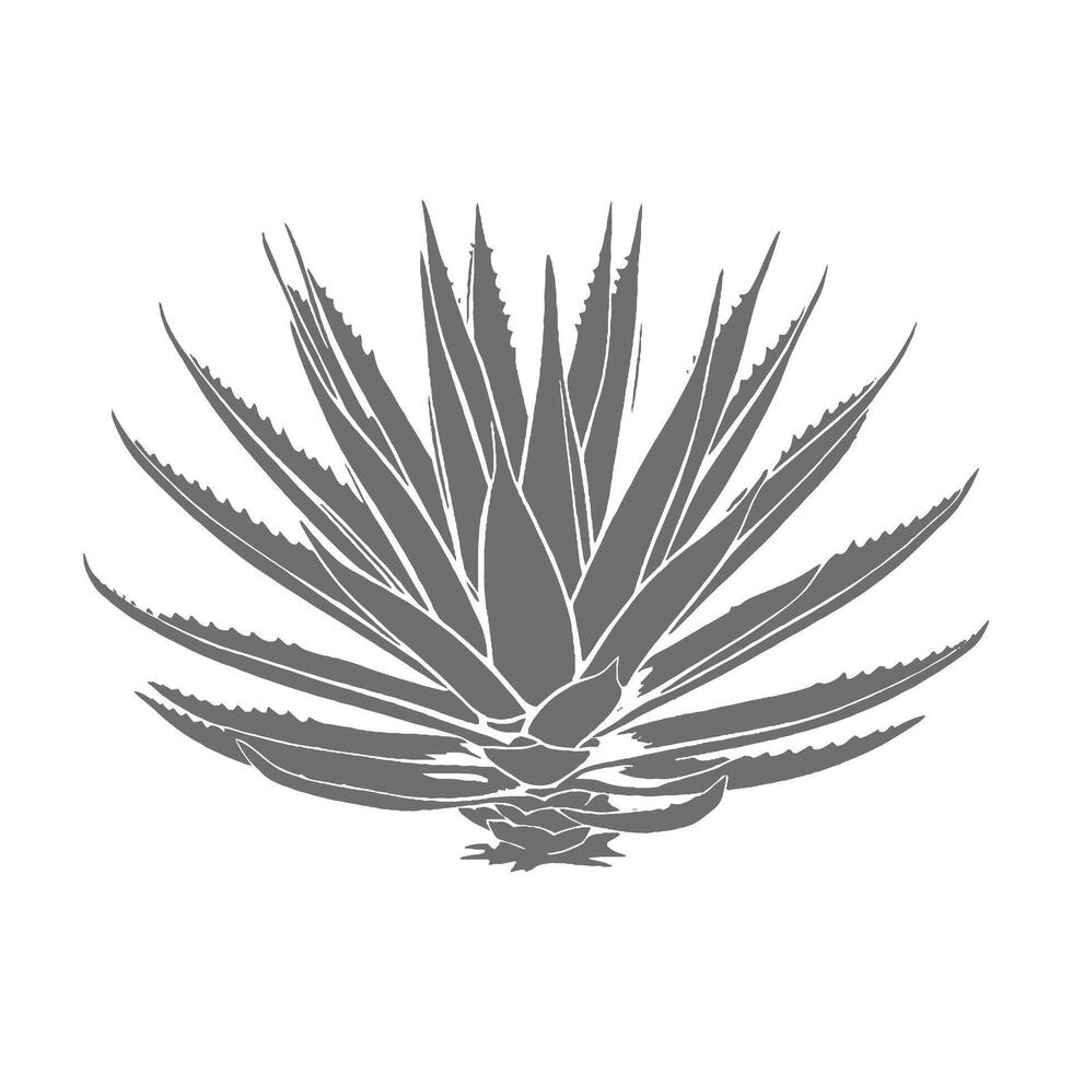 Detailed Illustration of an Agave Plant vector