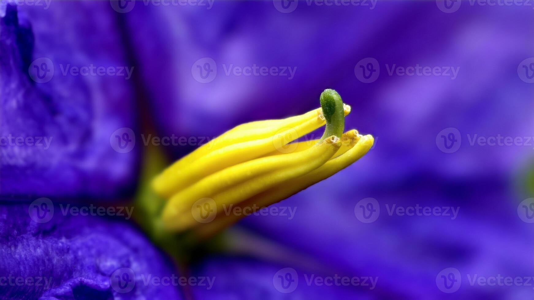 Close-Up of a Vibrant Purple Flower Highlighting Its Bright Yellow Stamen photo