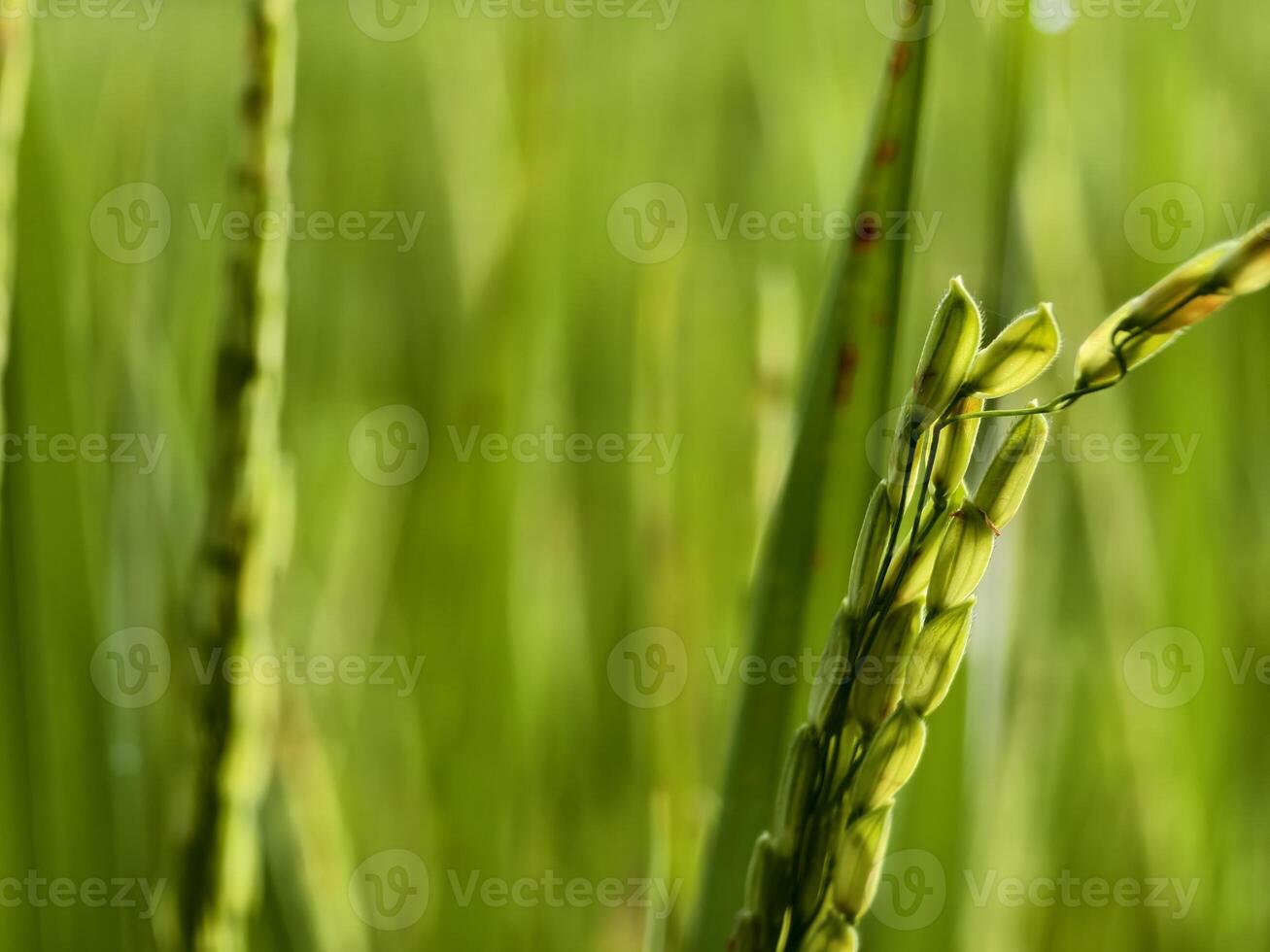 Close Up of Green Rice Plants with Dew Drops in a Vibrant Field photo
