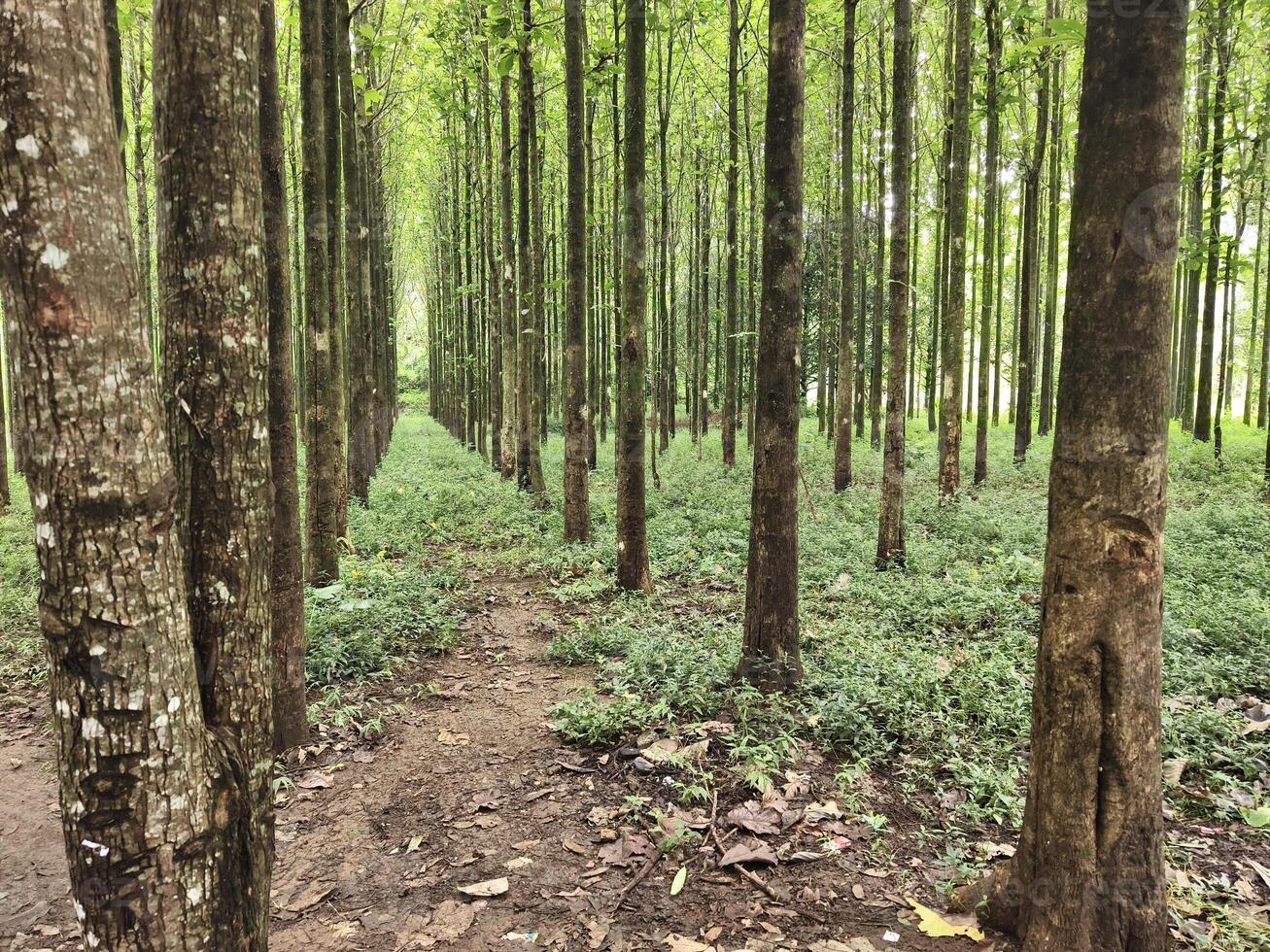 Serene Forest Path Surrounded by Towering Green Trees, photo