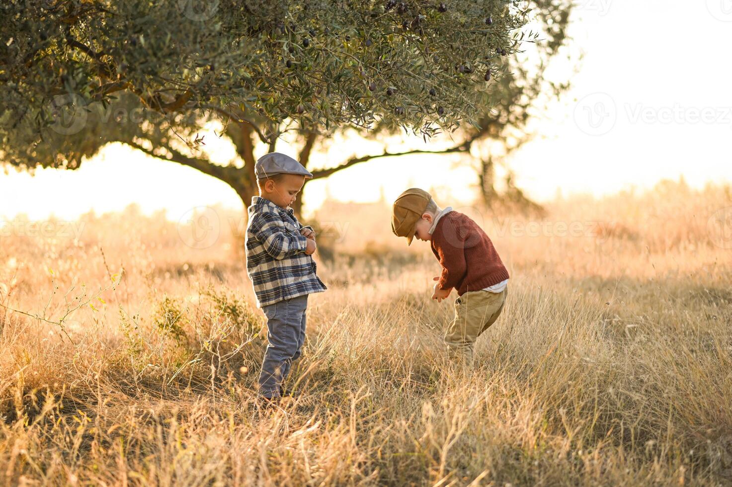 Dreamy sunset over boys harvesting olives, a vintage tale of youth and earth. photo