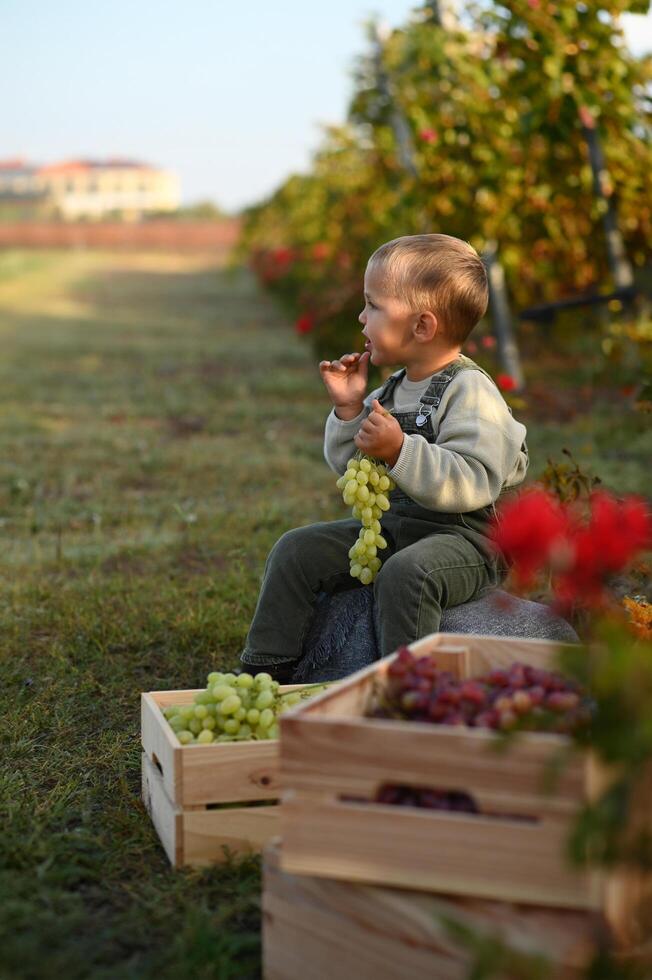 The boy gently lifts a bunch of grapes, admiring their color and shape in the warm afternoon light. photo