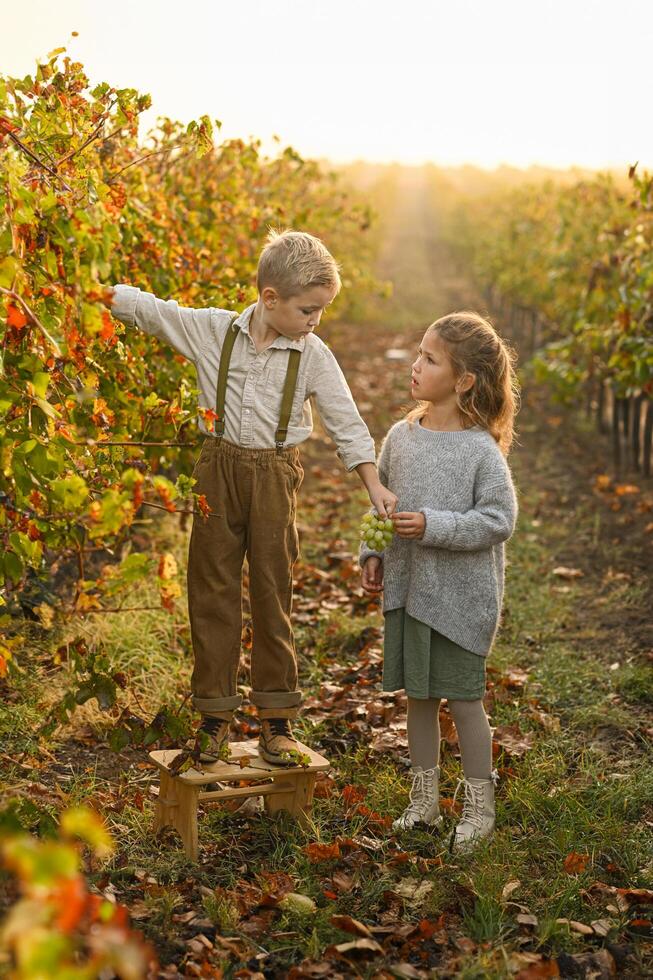 A boy and a girl work together in a vineyard, carefully picking grapes under the warm sunlight of a late summer afternoon. photo