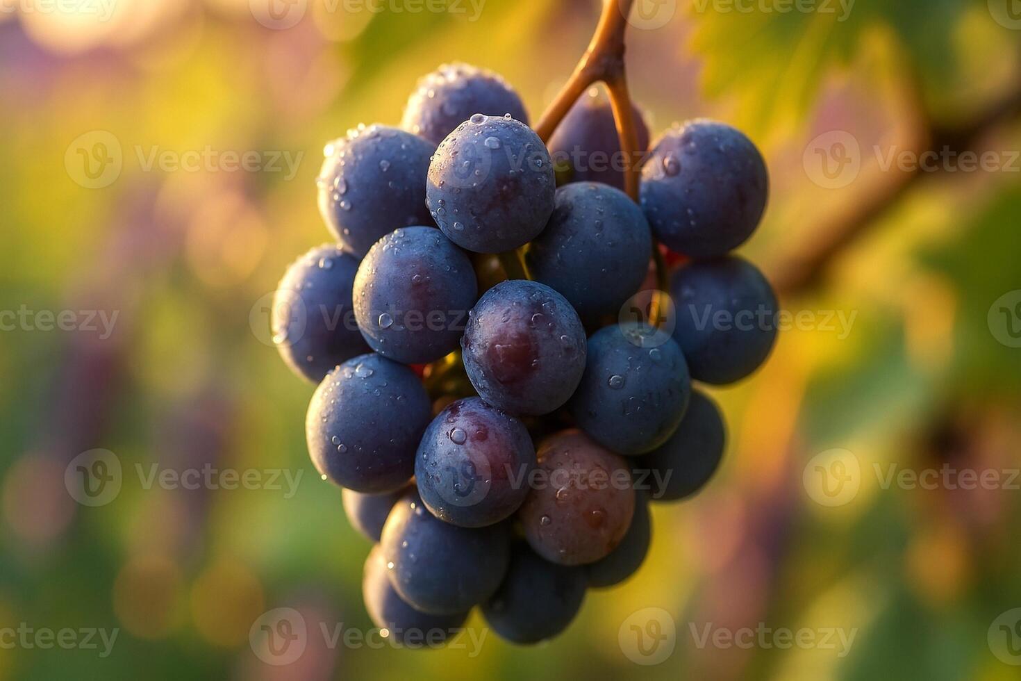Close-Up of Dewy Concord Grapes Hanging on Vine at Sunrise photo