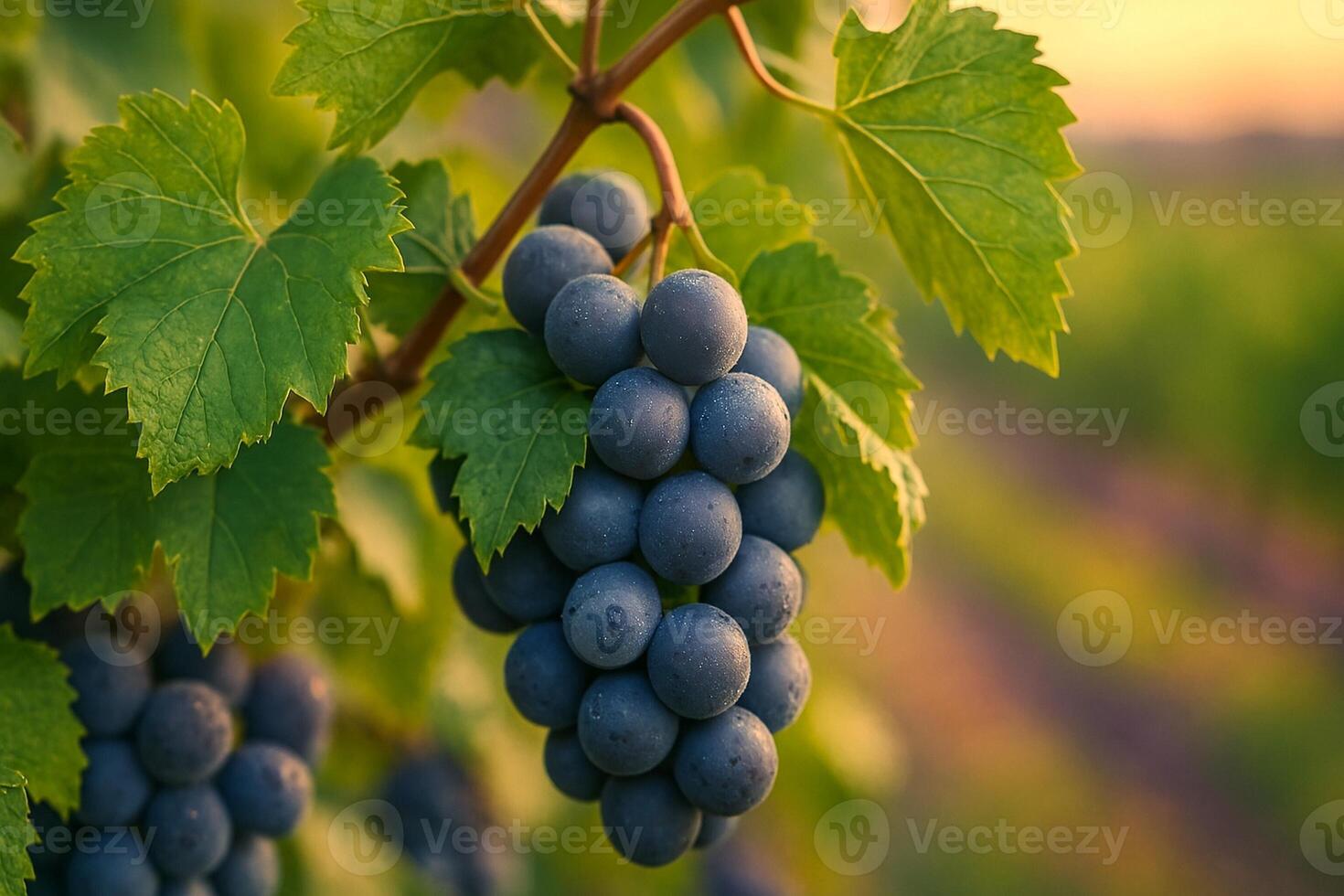Concord Grape Cluster with Lush Leaves in Vineyard Macro photo