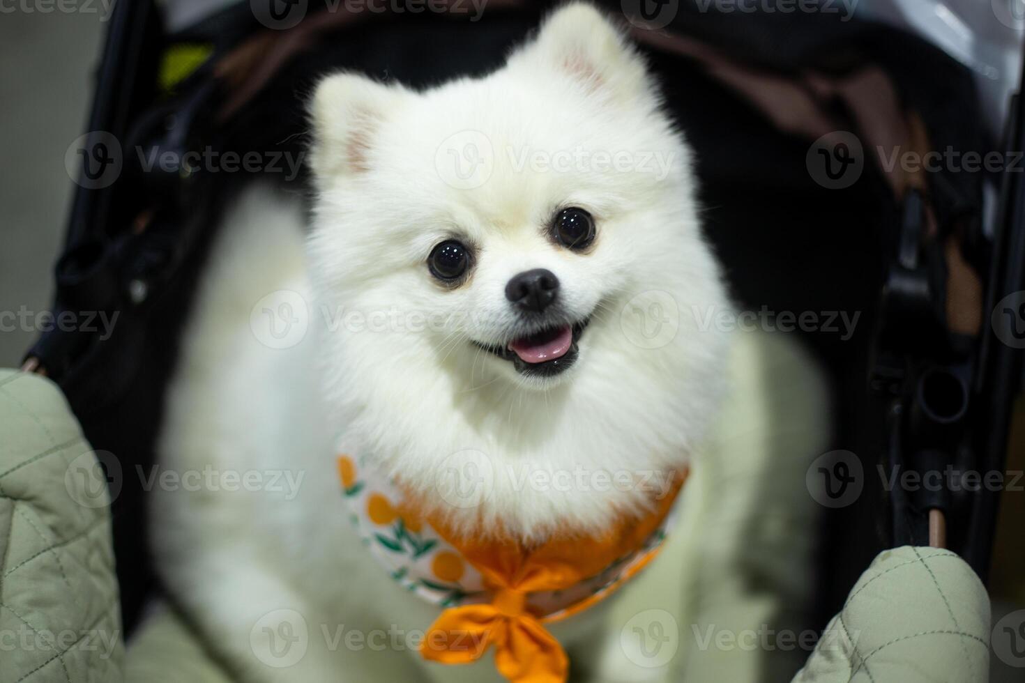 A white Pomeranian is sitting in pet stroller, looking over with a happy smile friendly gaze expression photo