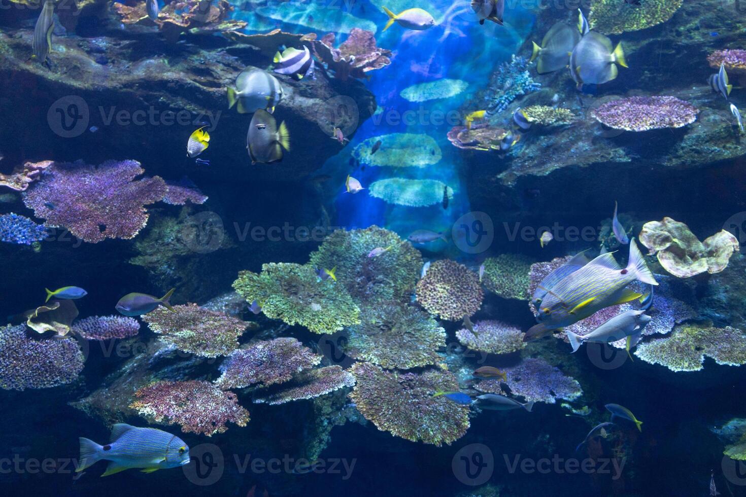 tropical underwater coral reef under sea ocean wave aquarium tank with sea fish photo