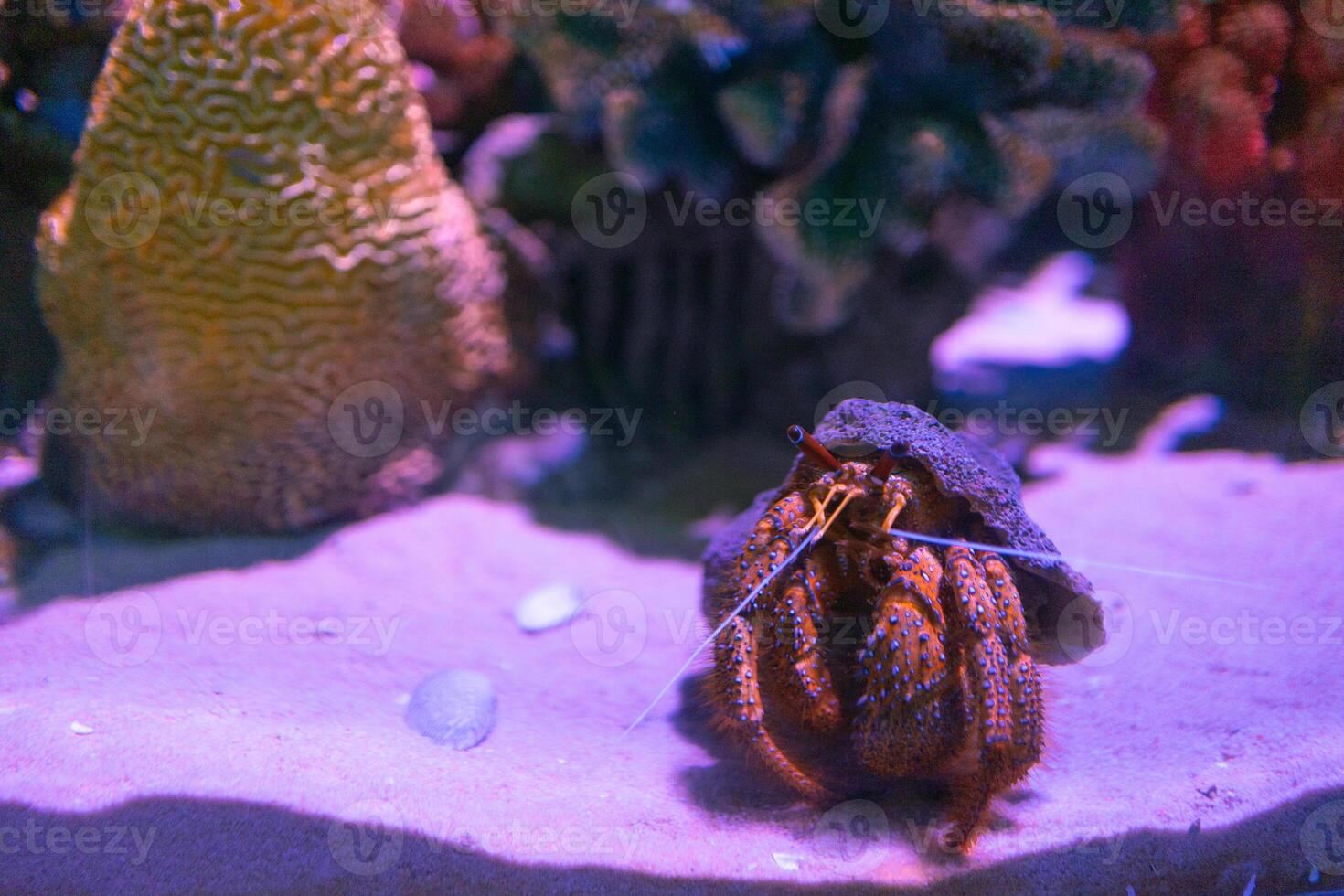 hermit crab sits on soft white sand under the water in an aquarium adorned with a variety of colorful corals photo