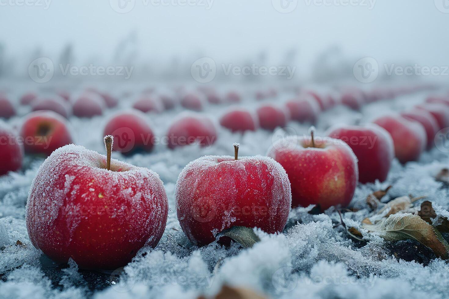 Frozen apples in a field photo