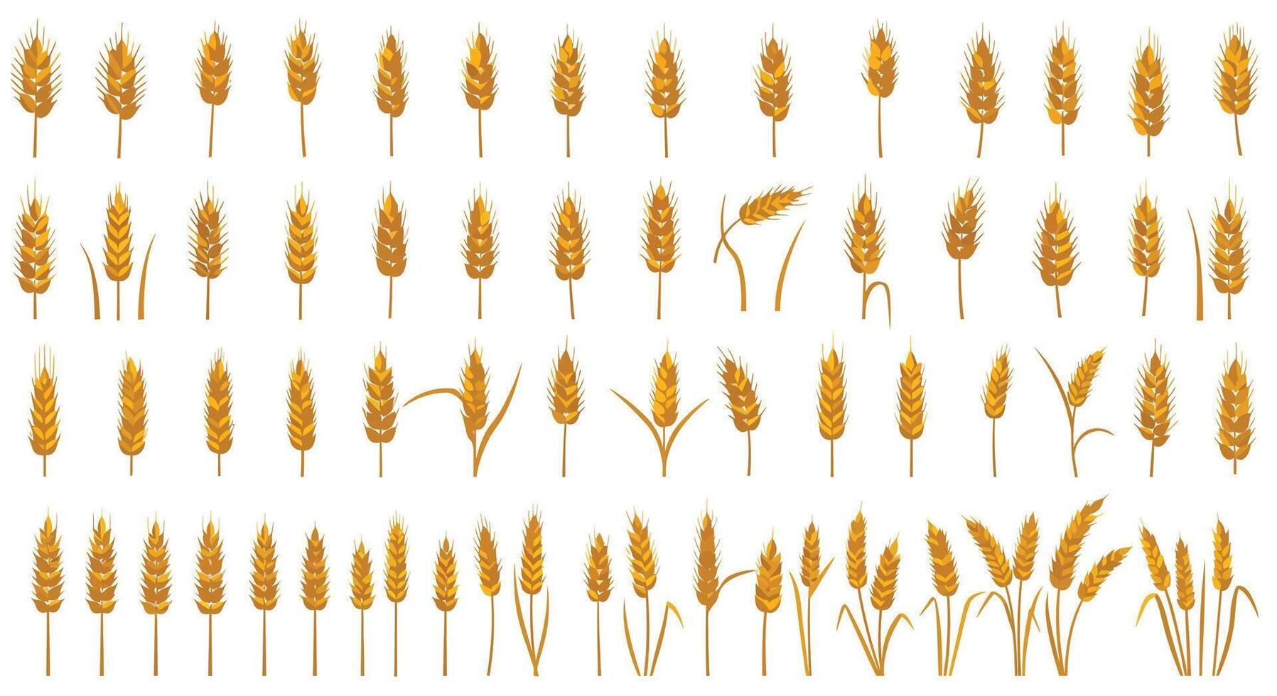 Collection of golden wheat ears and stalks in flat minimal style detailed agricultural illustration vector