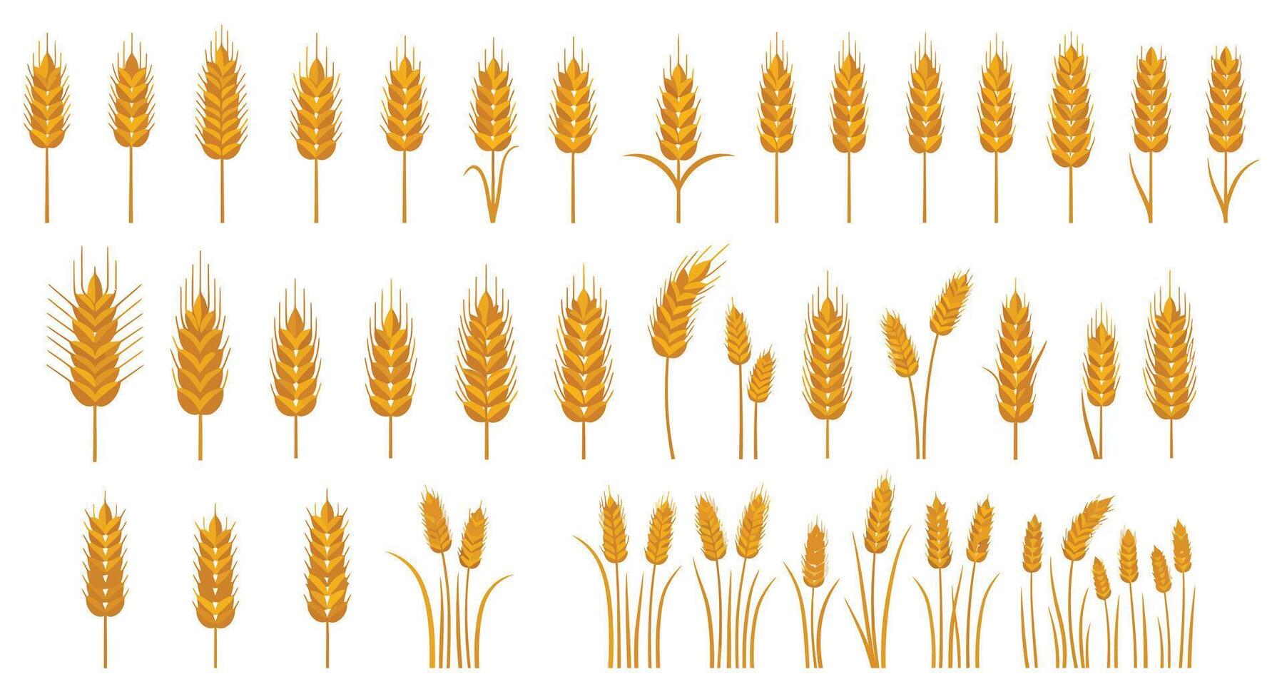 Various golden wheat stalks and ears in detailed flat style arranged in rows isolated on white background illustration vector