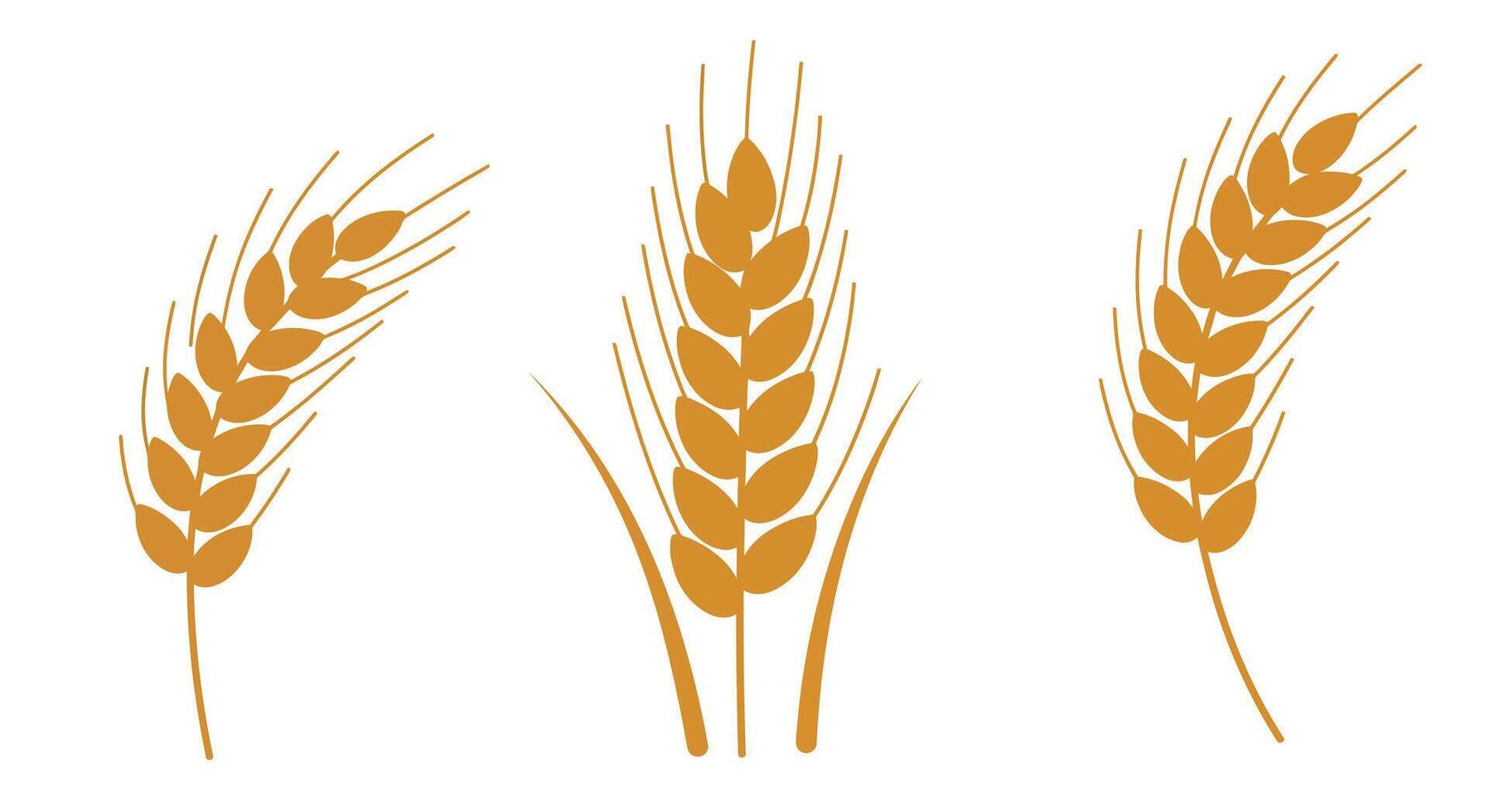 Three golden wheat ears in simple flat minimal design isolated on white background illustration vector