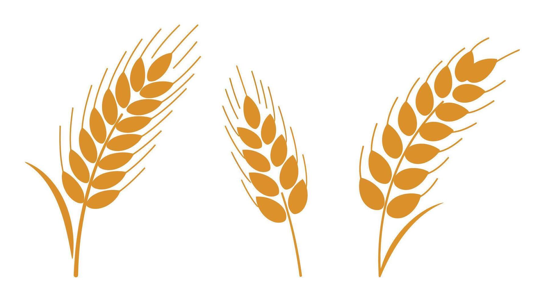 Three golden wheat ears in simple flat style with minimal detail isolated on white background illustration vector
