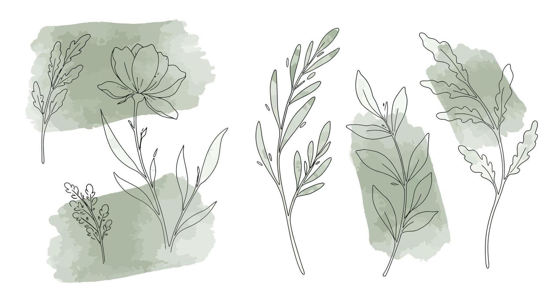 Delicate hand-drawn botanical leaves with soft green watercolor backgrounds in minimal illustration vector