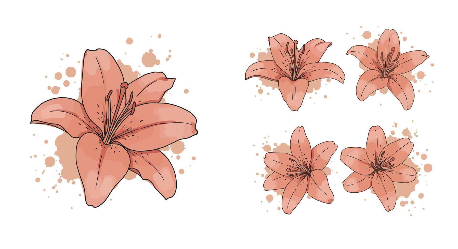 Pink lily flowers with delicate petals and stamens in minimal flat design with watercolor splashes illustration vector