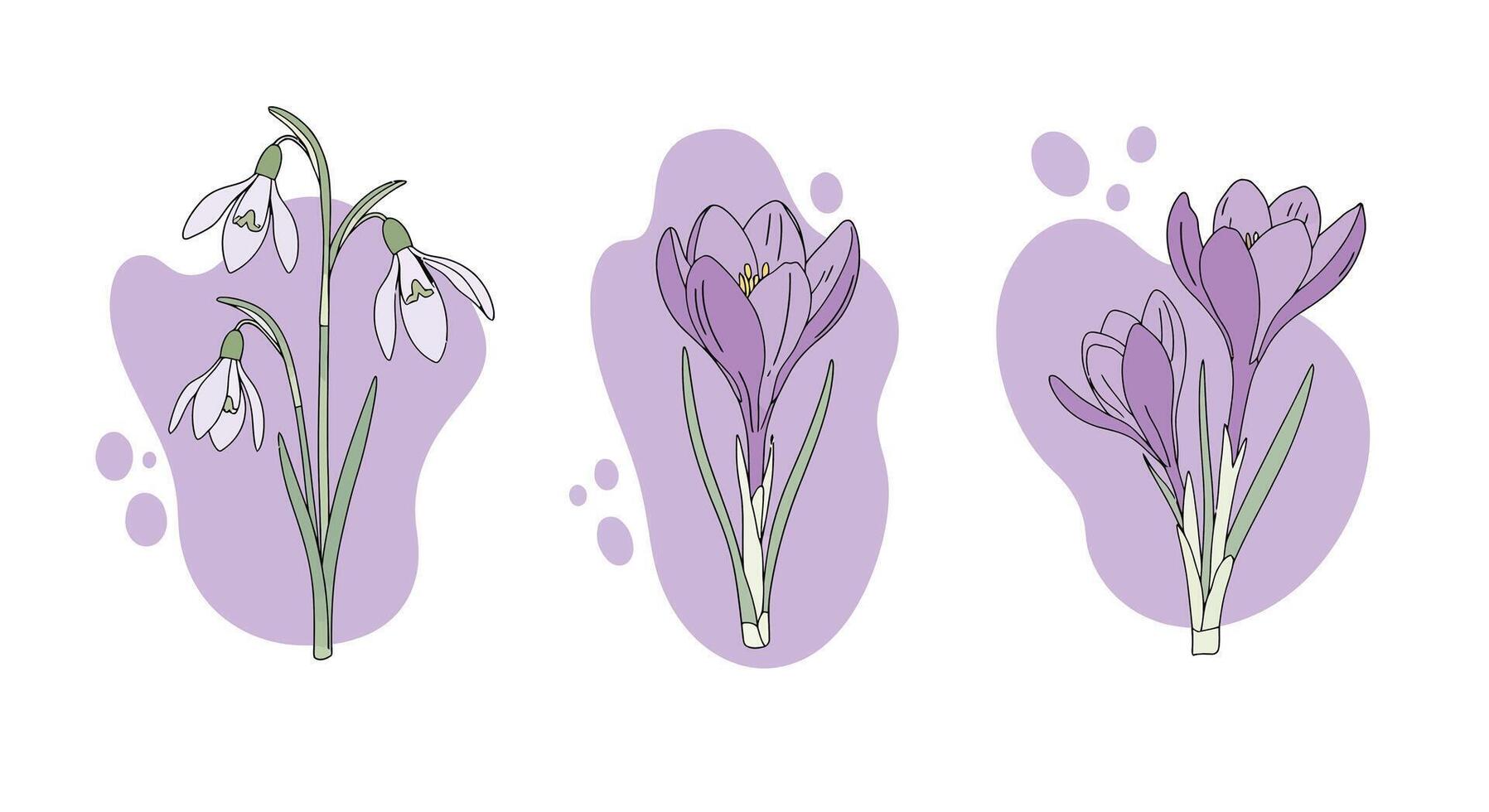 Delicate white snowdrop and purple crocus flowers with green stems in minimal flat style illustration vector