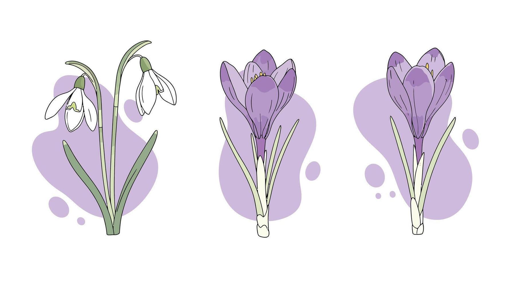 Delicate snowdrop and crocus flowers in minimal flat style blooming with purple abstract shapes illustration vector
